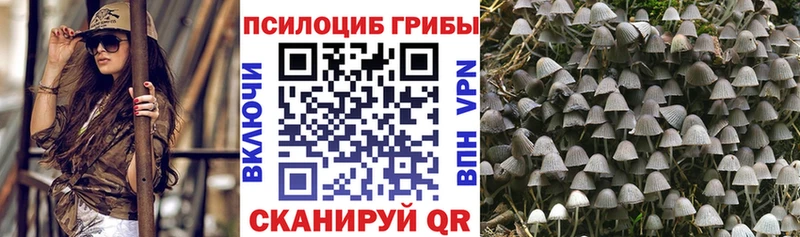 kraken tor  Спасск-Дальний  Галлюциногенные грибы Psilocybine cubensis 